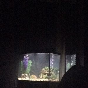 Meet your Posher, Montana